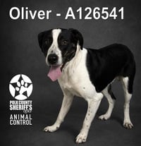 OLIVER - Photo 1