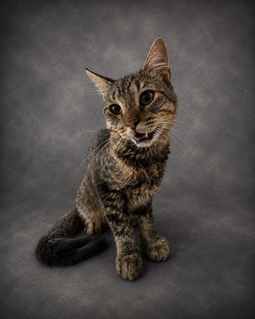 FELIX Image