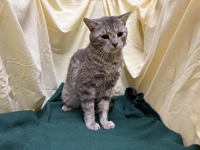 MILO - Domestic Short Hair available for adoption