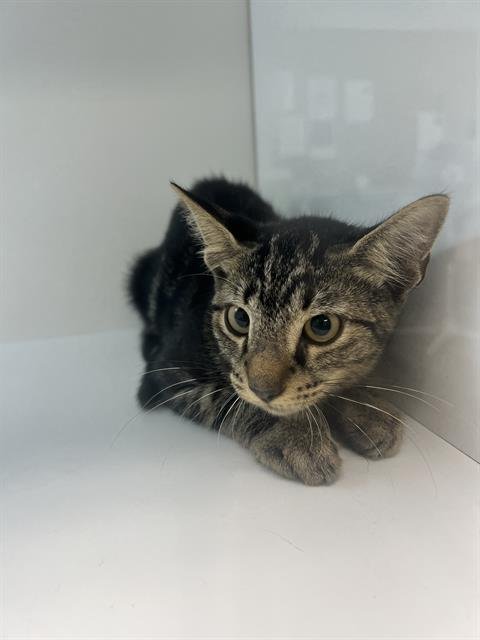 A1276400 - Domestic Short Hair available for adoption