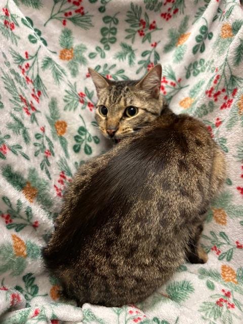 TIGGER - Domestic Short Hair available for adoption