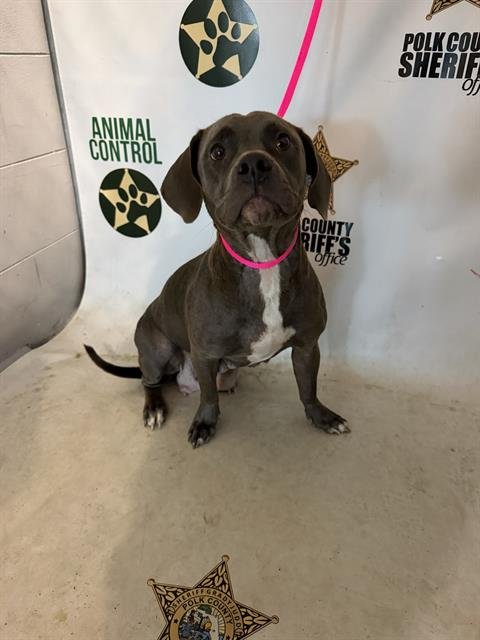 HERSHEY - Bulldog available for adoption