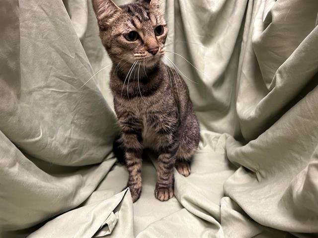 BELLA - Domestic Short Hair available for adoption