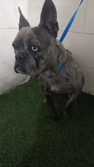 A1258272 - French Bulldog available for adoption