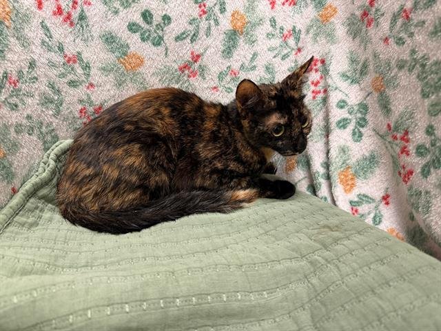 A1258936 - Domestic Short Hair available for adoption