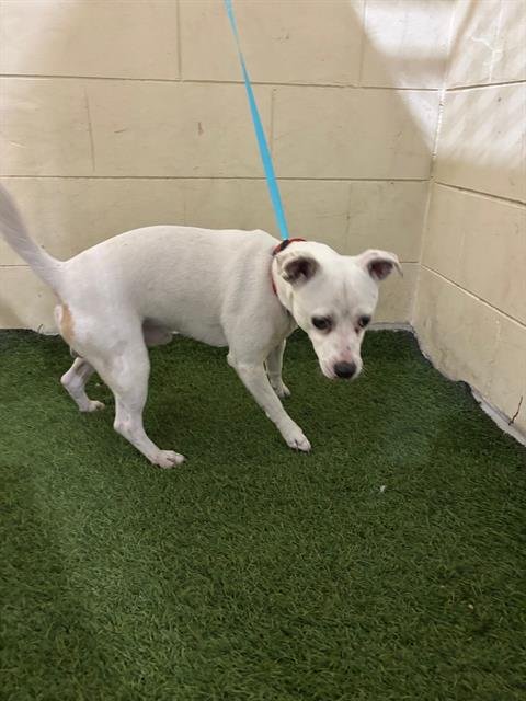 DREYGEN - Parson Russell Terrier available for adoption