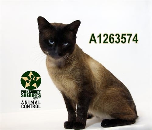 THEODORE - Siamese available for adoption