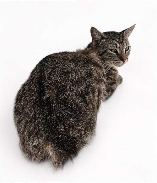 SIMBA - Domestic Short Hair available for adoption