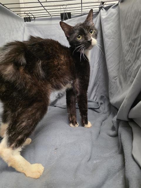 VENUS - Domestic Short Hair available for adoption