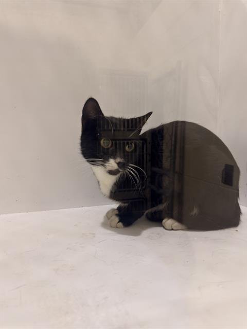 APRIL - Domestic Short Hair available for adoption