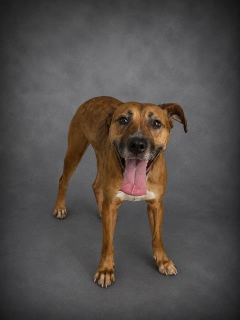 KAHLAN - Labrador Retriever available for adoption