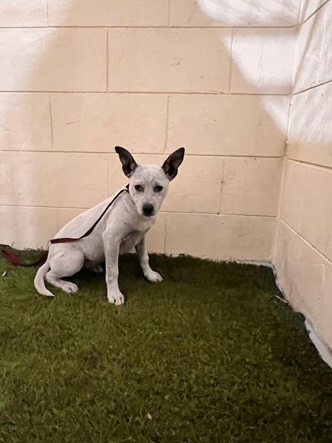 WILMA - Bulldog available for adoption