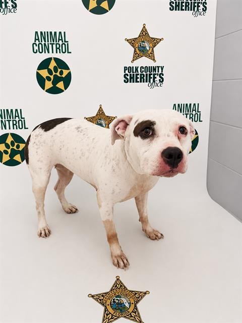 EVA - Bulldog available for adoption