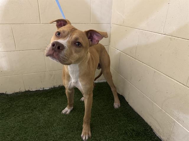 OLEANDER - Bulldog available for adoption