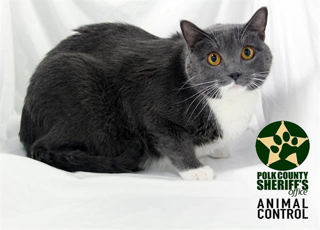 TINY - Domestic Short Hair available for adoption