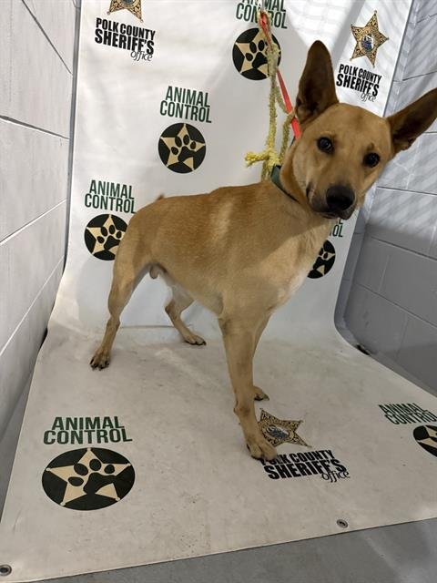 CRICKET - Carolina Dog available for adoption