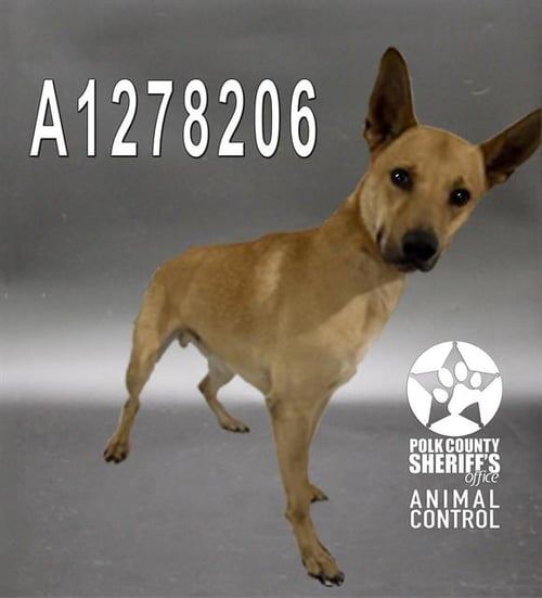 CRICKET - Carolina Dog available for adoption