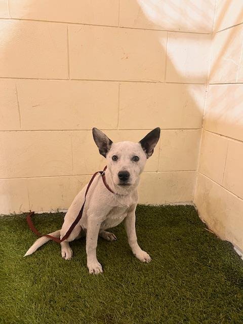 FRED - Bulldog available for adoption