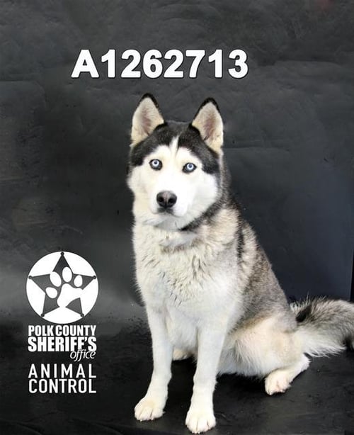 LOKI - Siberian Husky available for adoption