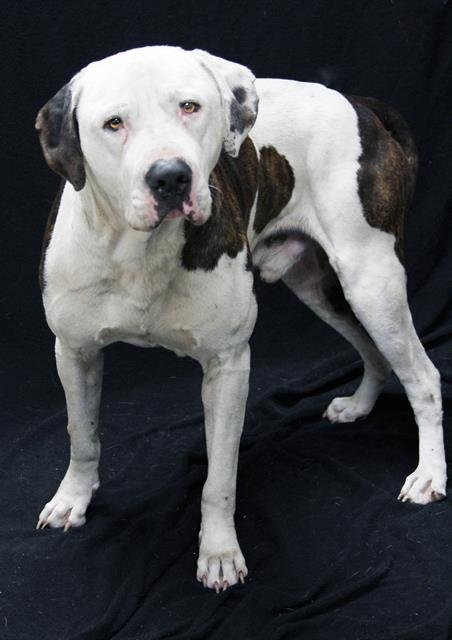 BRADY - Bulldog available for adoption