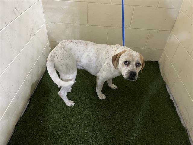 WILSON - Bulldog available for adoption