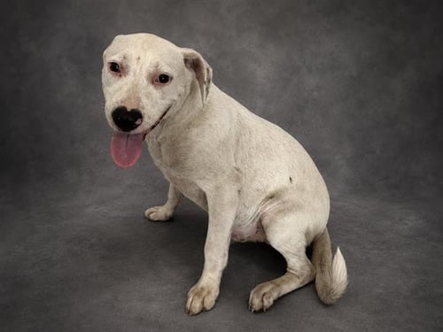 CASPER - Bulldog available for adoption