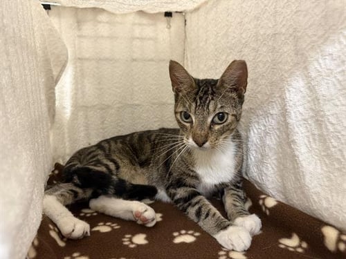 MAHI - Domestic Short Hair for adoption in Lakeland