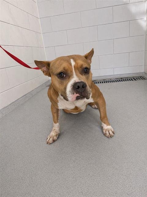 BARBOSSA - American Bulldog available for adoption