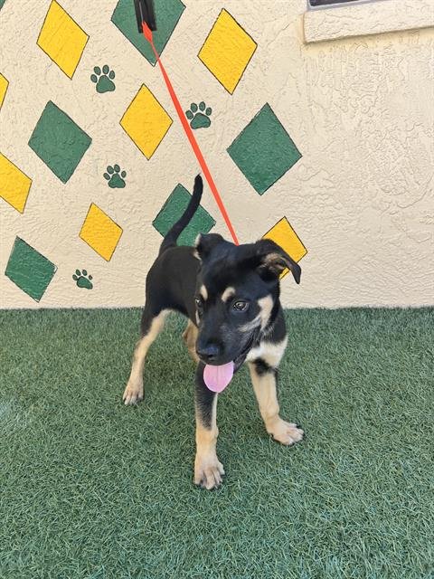 ROCKET - German Shepherd Dog available for adoption