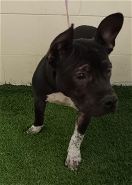 CONNER - Bulldog available for adoption