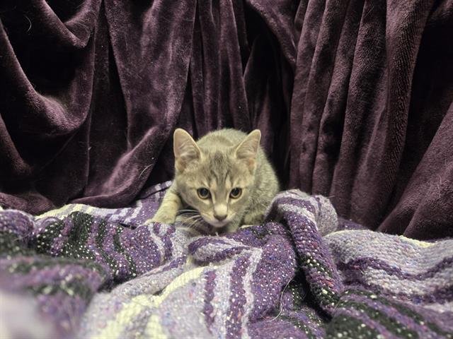 CLEO - Domestic Short Hair available for adoption