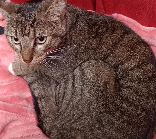 BOYD - Domestic Short Hair available for adoption