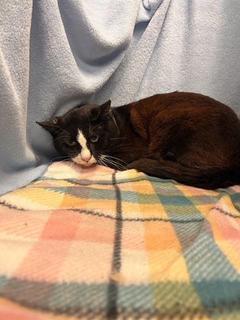 BILLY - Domestic Short Hair available for adoption