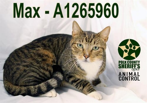 MAX - Domestic Short Hair available for adoption