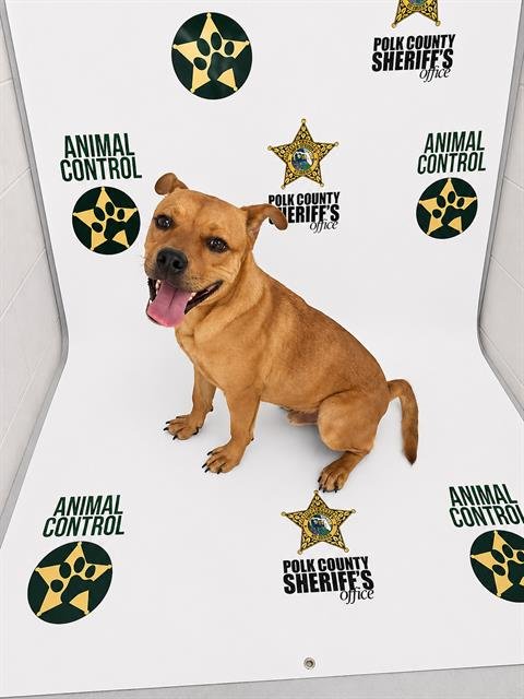 RUSSELL - Bulldog available for adoption