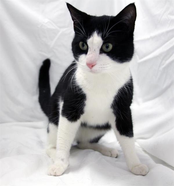 DUFF - Domestic Short Hair available for adoption