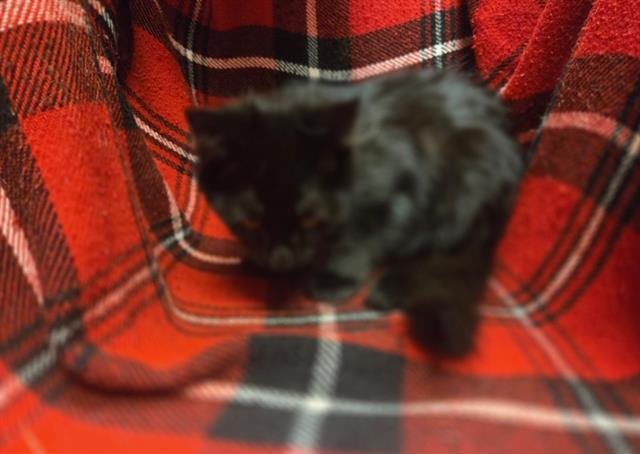 BART - Domestic Short Hair available for adoption