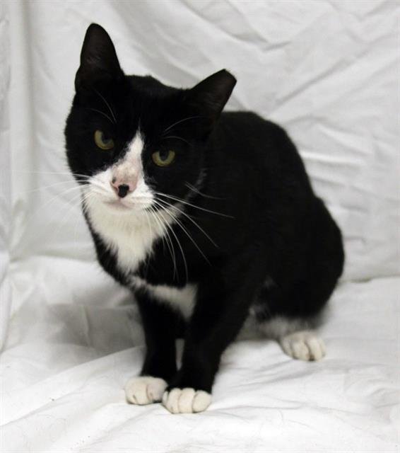 MARVIN - Domestic Short Hair available for adoption