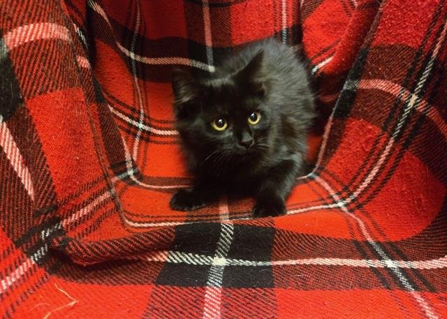 OPAL - Domestic Short Hair available for adoption