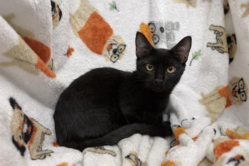 DAHLIA - Domestic Short Hair for adoption in Lakeland