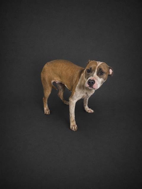 LEILA - Bulldog available for adoption