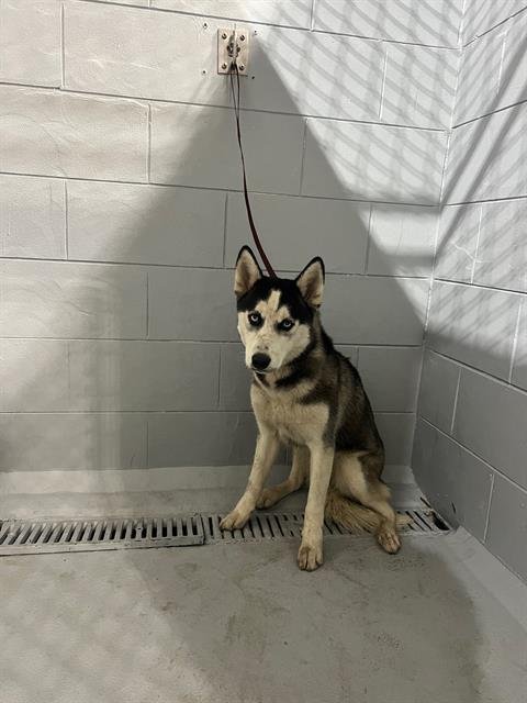 MILDRED - Siberian Husky available for adoption