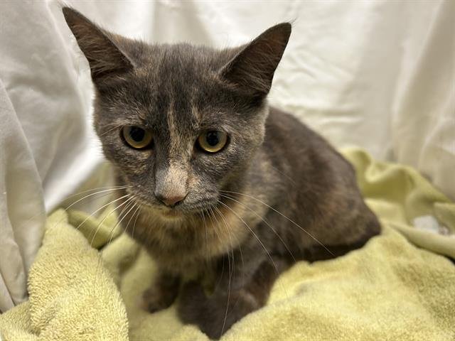 TOOLA ROOLA - Domestic Short Hair available for adoption