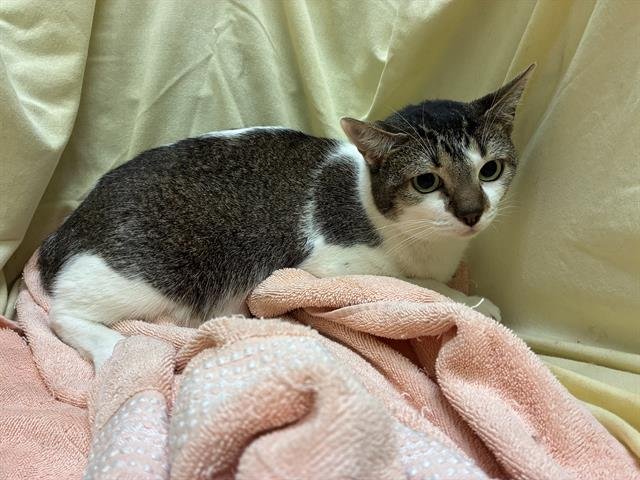 WHITEY - Domestic Short Hair available for adoption