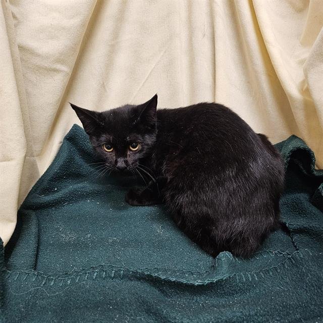 NEBULA - Domestic Short Hair available for adoption