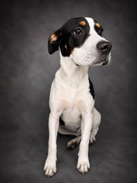 DANTE - Photo 1