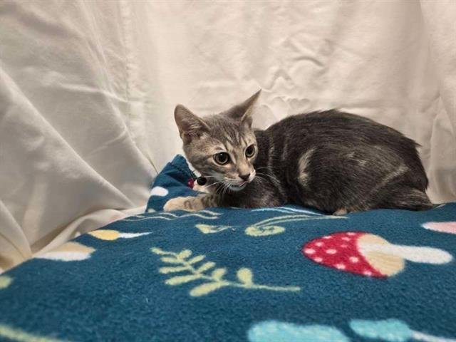 DAVIDSON - Domestic Short Hair available for adoption