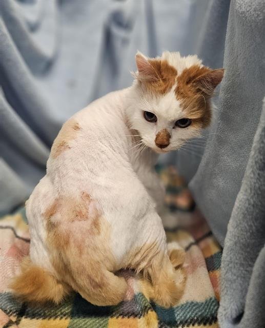 TOBY - Domestic Long Hair available for adoption