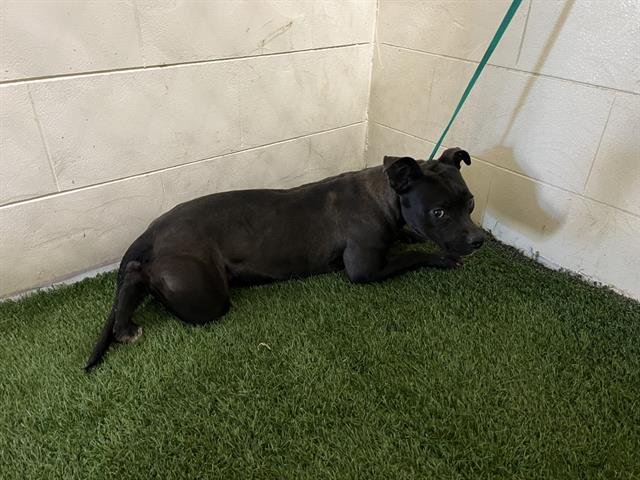 HADLEE - Bulldog available for adoption