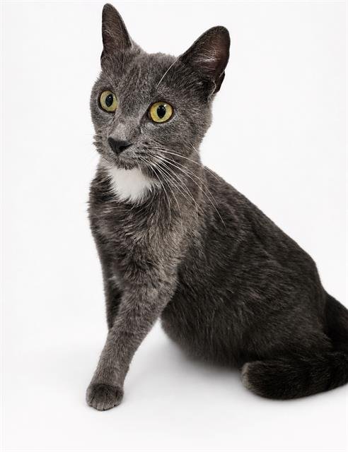 BELL - Domestic Short Hair available for adoption